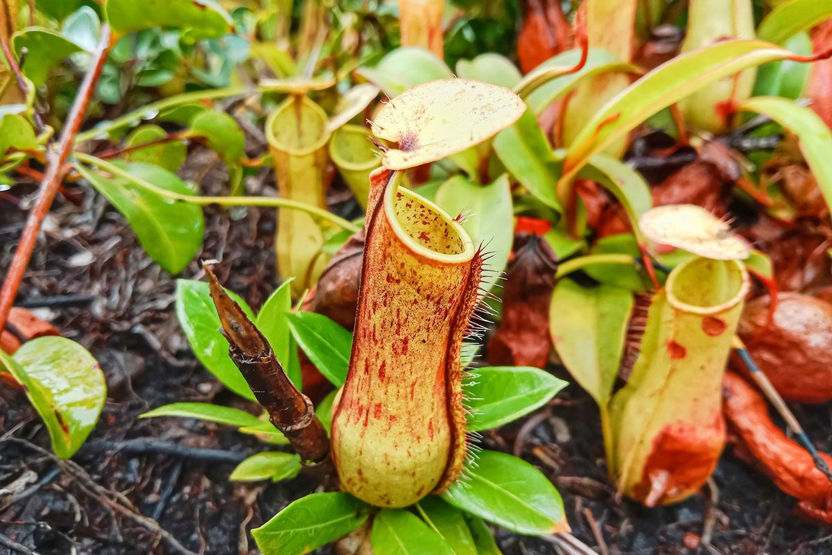 食虫植物の一種、嚢状葉植物であるウツボカズラ（Shutterstock.com）