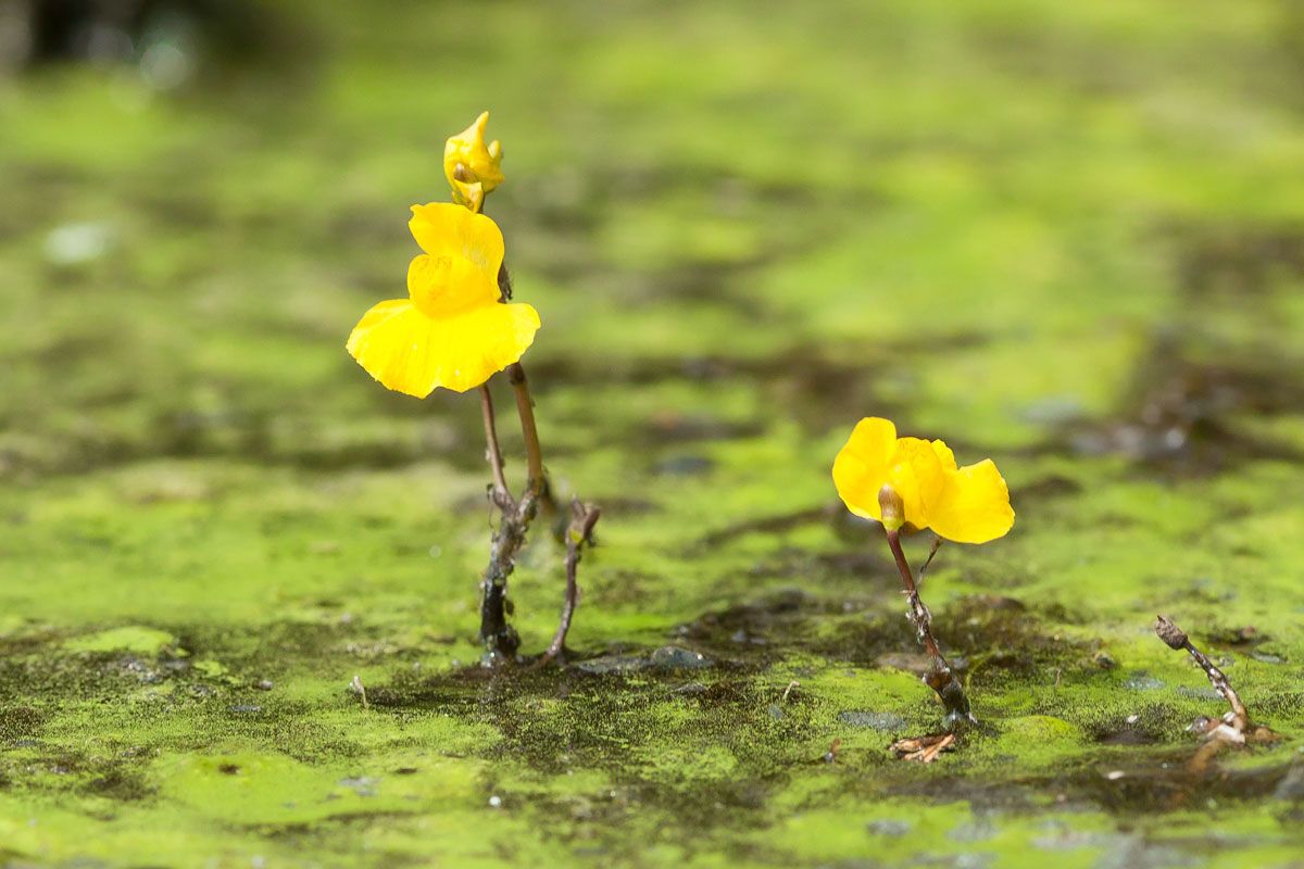 食虫植物の一種、タヌキモ（Shutterstock.com）