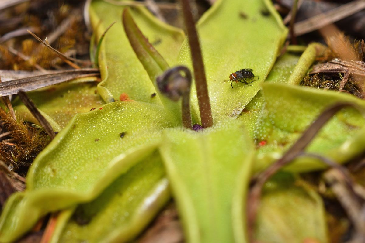 食虫植物の一種、ムシトリスミレ（Shutterstock.com）