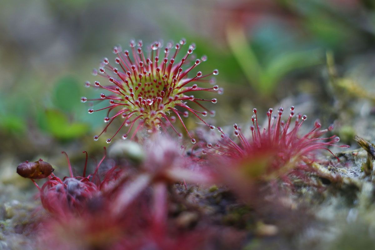 食虫植物の一種、モウセンゴケ（Shutterstock.com）