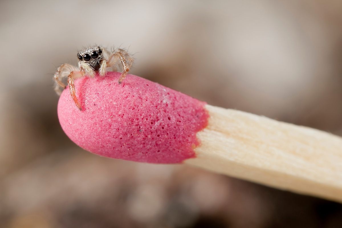 ケアシハエトリグモの体長は約7mm程度（Linas Toleikis / Getty Images）