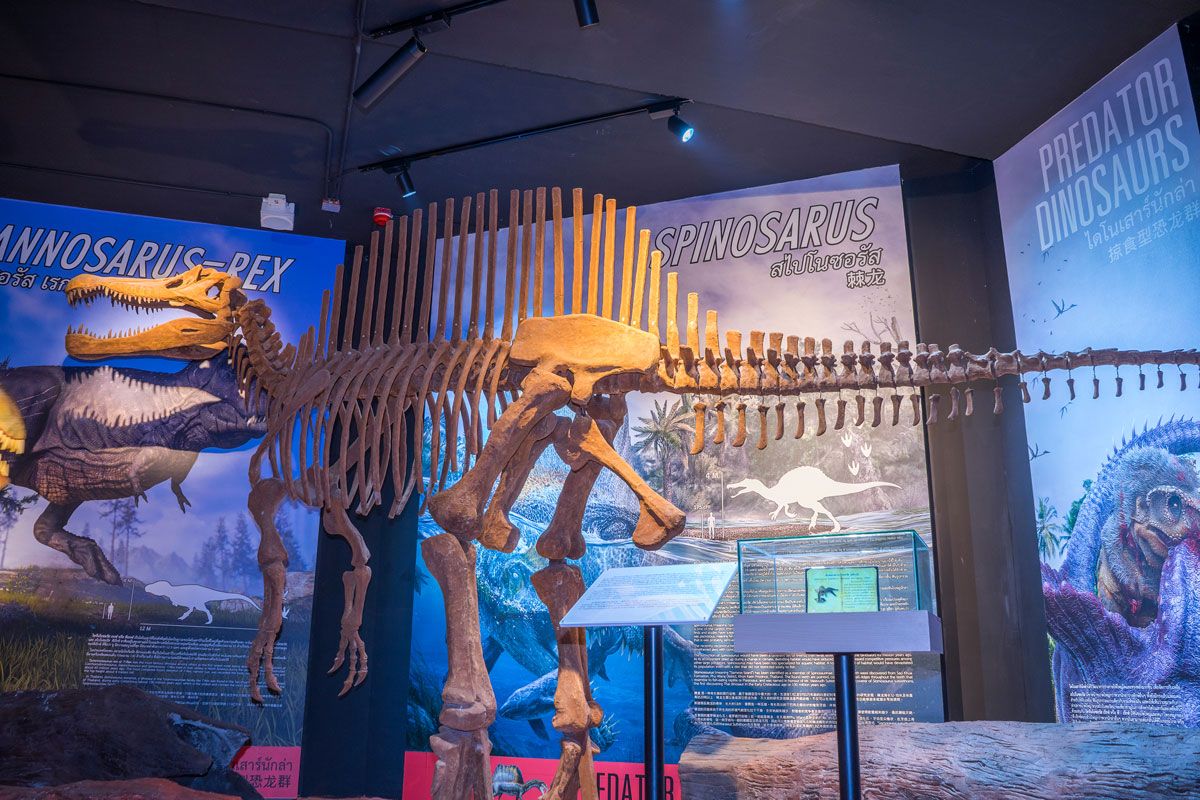 スピノサウルスの化石（Shutterstock.com）