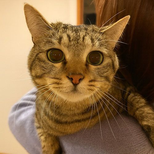 富士子ちゃん（山梨県／ALBERGO del otto）