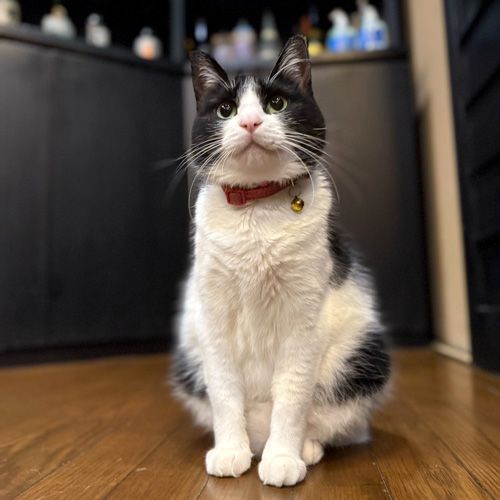 かぼす（大分県／筋湯温泉 宿房 花しのぶ）