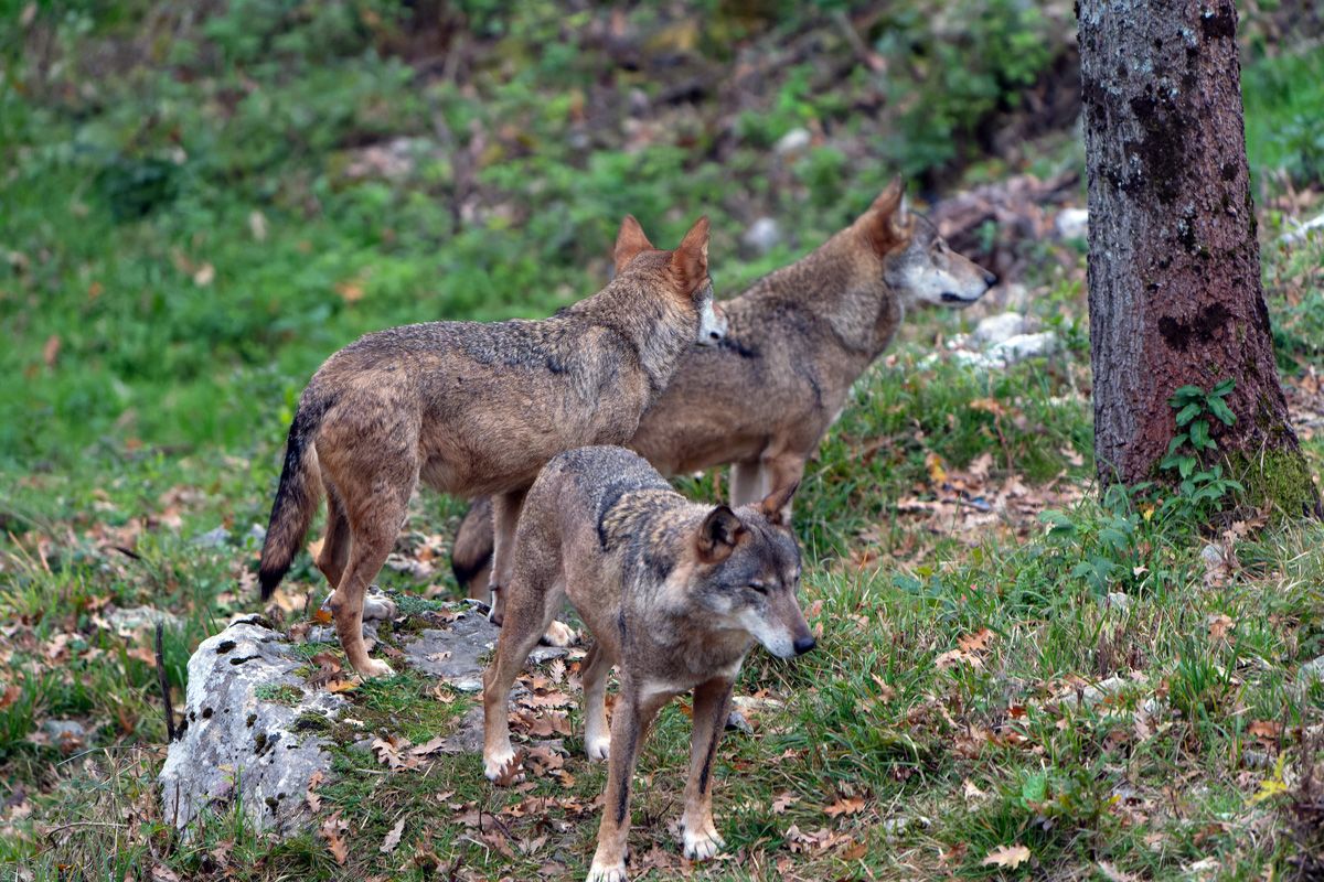 狩りにおいてチームに対する忠実な協調よりも、個々の主体性が重みをもつ場合があるライオン（Shutterstock.com）