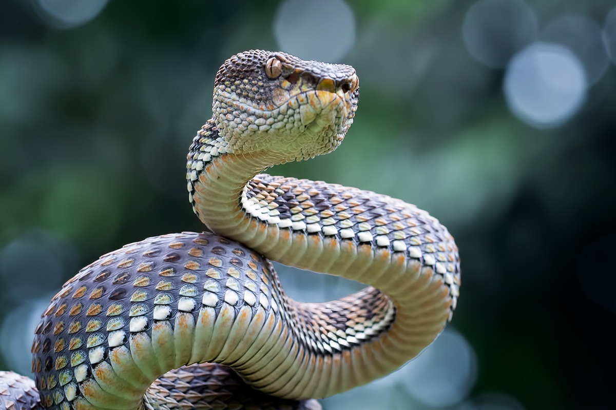 ヒトの反応速度より3~5倍速い、クサリヘビの超高速攻撃の秘密 | Forbes JAPAN 公式サイト(フォーブス ジャパン)