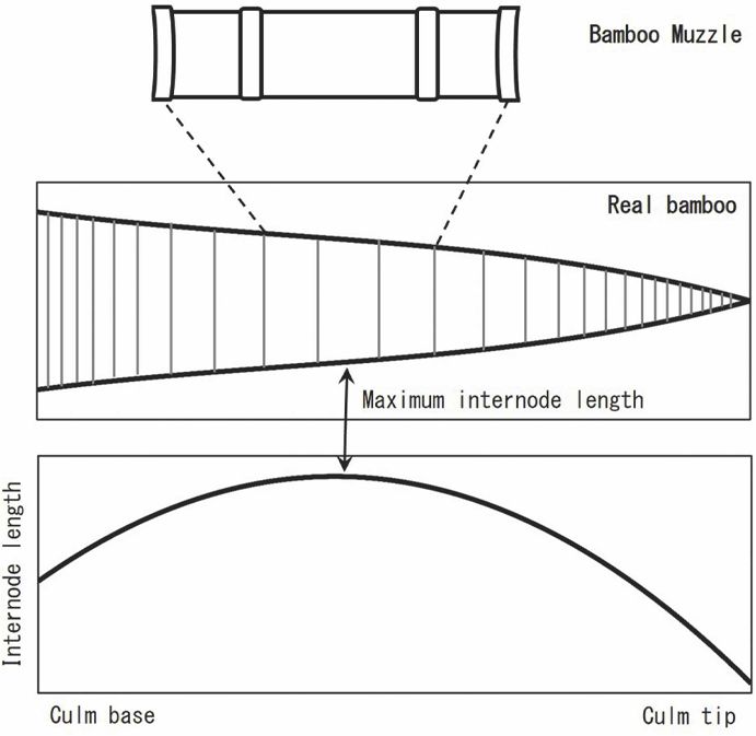 竹の節間をモデル化、グラフ化したもの（『Nezuko’s bamboo muzzle differs from actual bamboo』より）