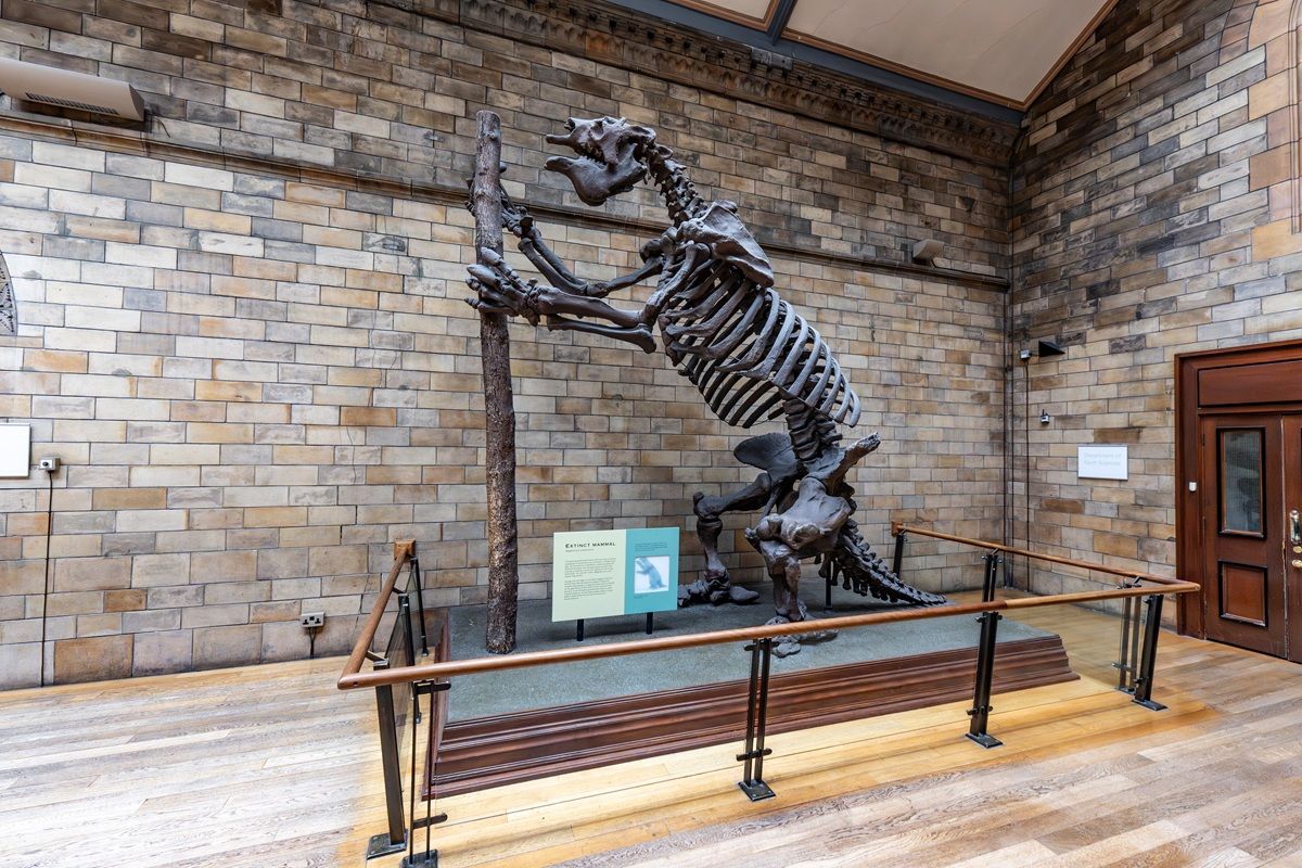 メガテリウムの骨格標本、ロンドン自然史博物館（Mariano Gaspar / Shutterstock.com）