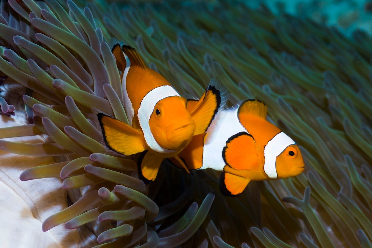 カクレクマノミのメス（左）とオス。群れの中で一番大きい個体がメス、二番目に大きい個体がオスになるという仕組みになっている（Georgette Douwma / Getty Images）