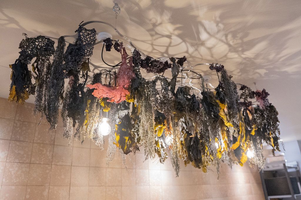 海藻シャンデリア