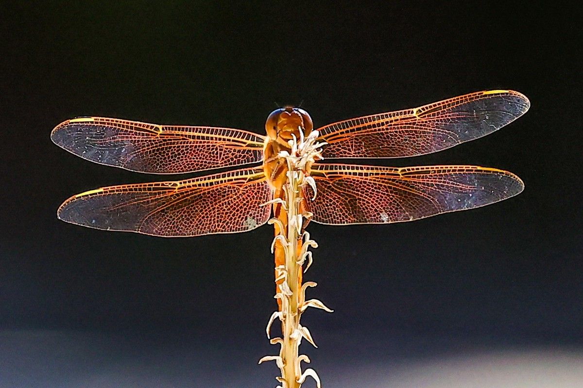 「満面の笑み」撮影地：米国アリゾナ州グレンデール　Chris Stanley, U.S. - Comedy Wildlife Photography Awards