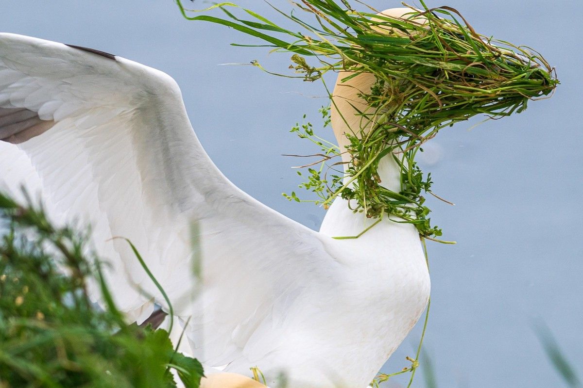 「さて、僕の巣はどっちの方向だったかな？」撮影地：英国ヨークシャー州ベンプトン・クリフス　Alison Tuck, UK - Comedy Wildlife Photography Awards