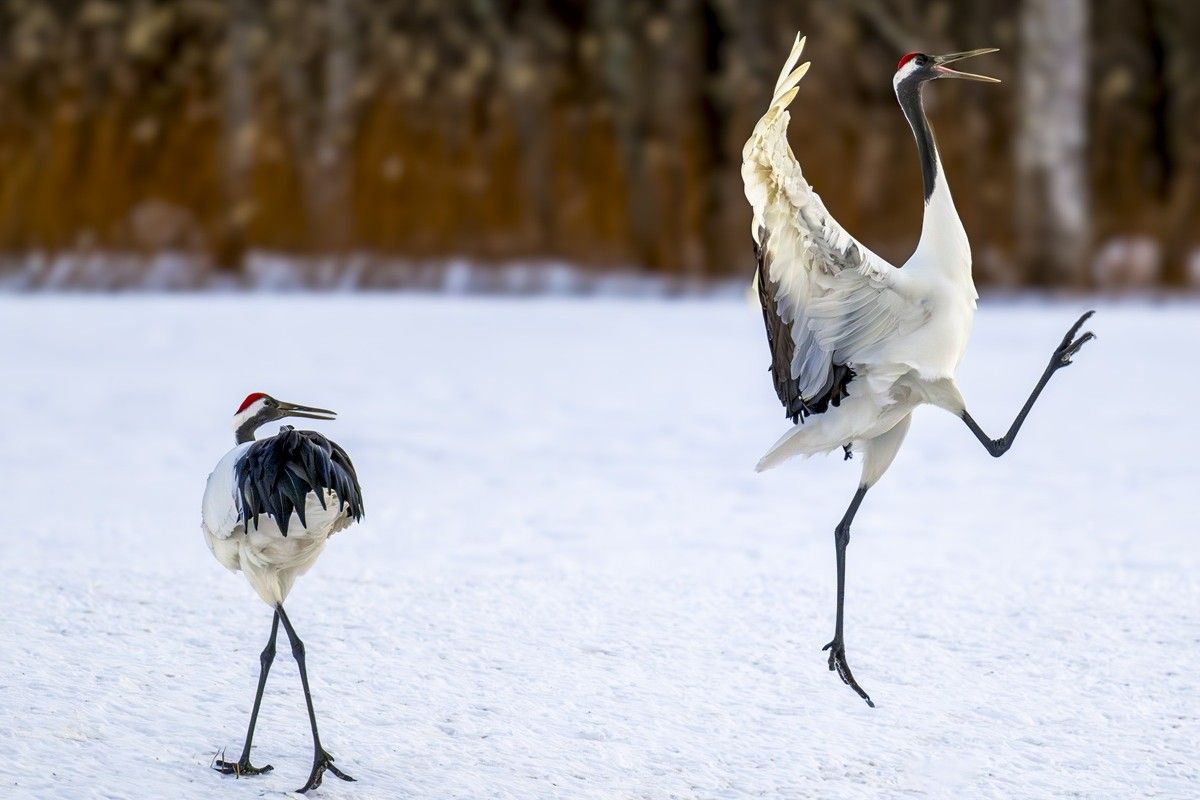 「なんてこった。またふざけてるよ！」撮影地：北海道、釧路湿原国立公園　David Rice, U.S. - Comedy Wildlife Photography Awards