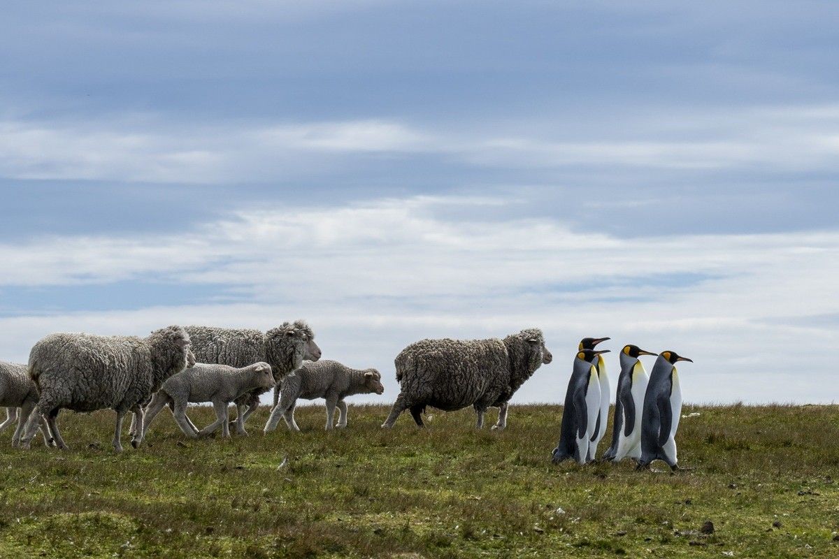 「ペンギン版ハーメルンの笛吹き」撮影地：フォークランド諸島　Ralph Robinson, U.S. - Comedy Wildlife Photography Awards