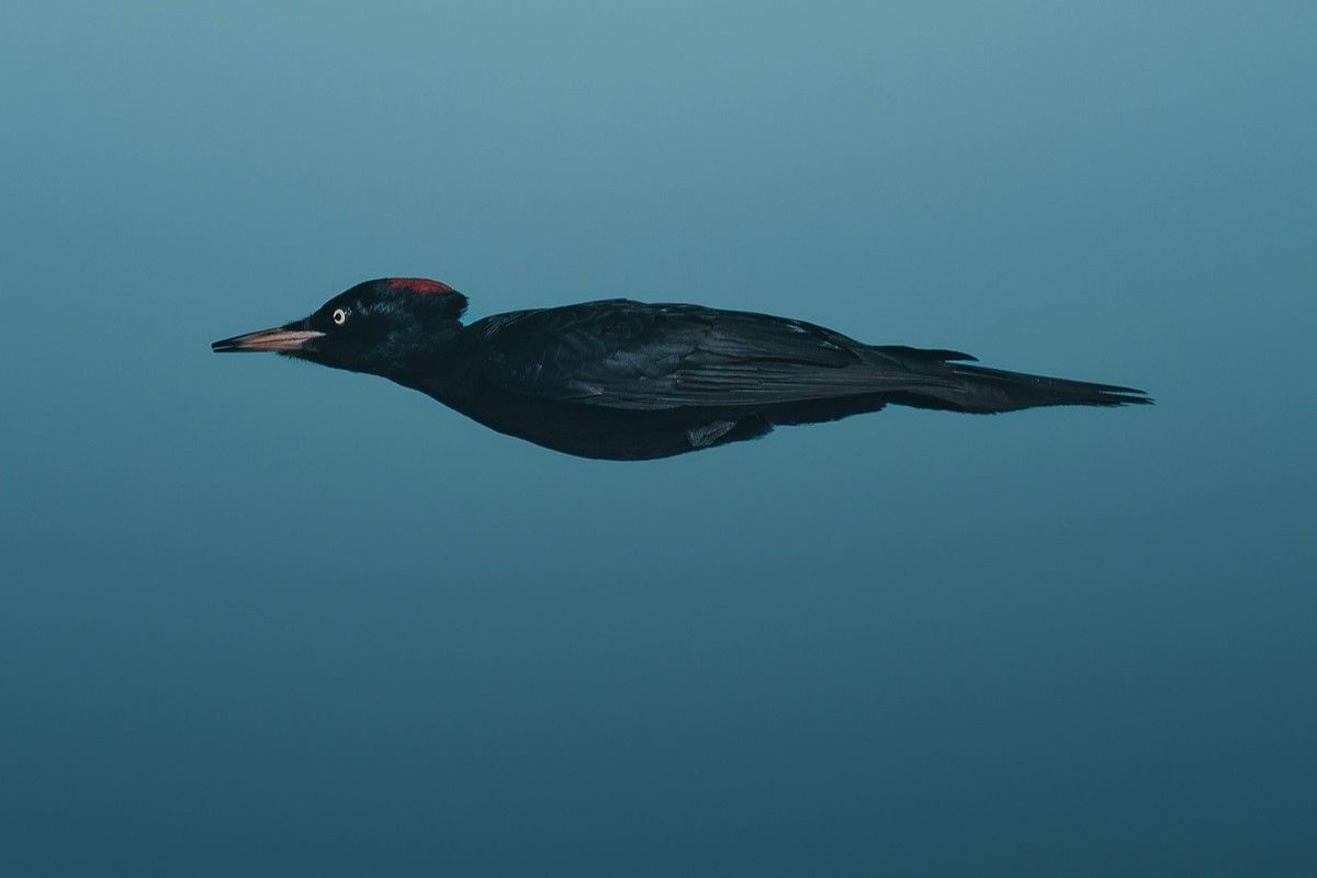 「矢になりきったクマゲラ」撮影地：スウェーデン北部ルレオ　Magnus Berggren, Sweden - Comedy Wildlife Photography Awards