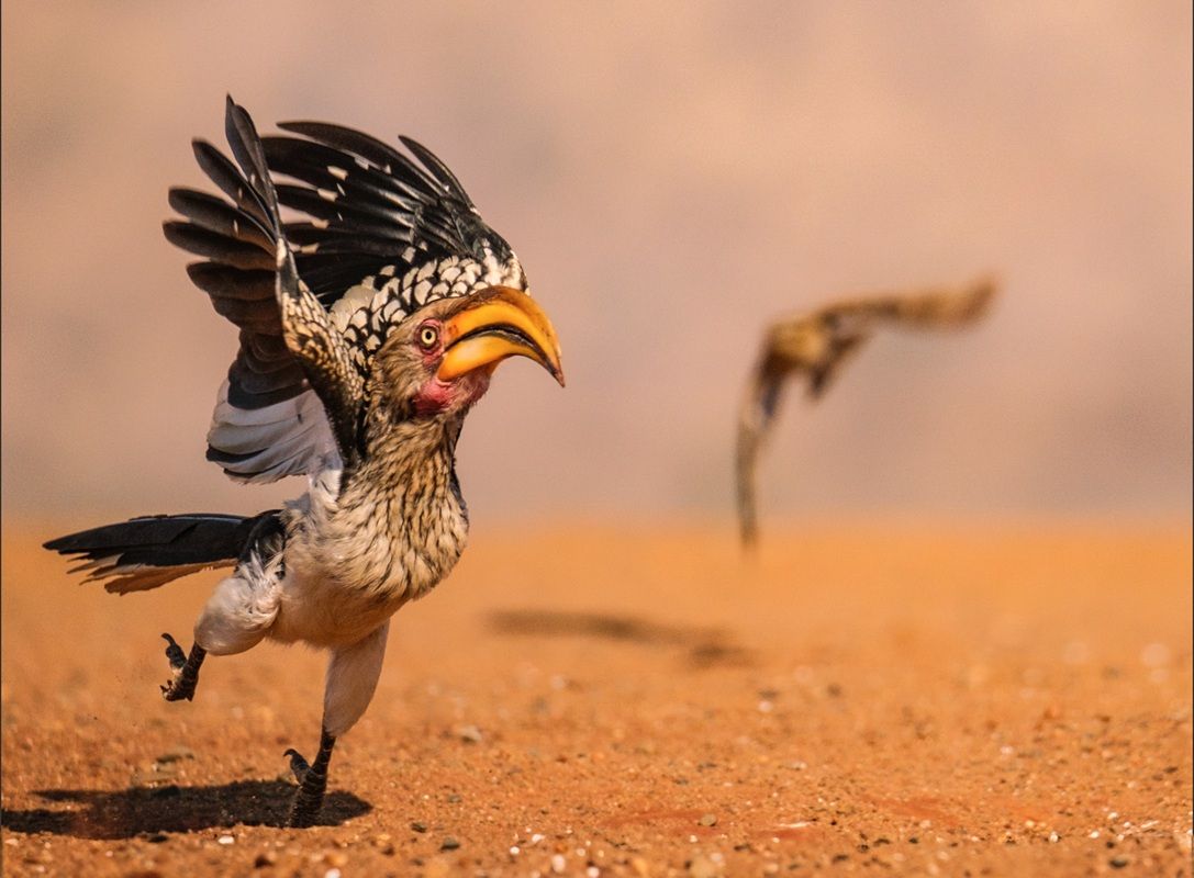 「大慌てのサイチョウ」撮影地：南アフリカ共和国、クワズールー ナタール州　Geoff Martin, UK - Comedy Wildlife Photography Awards