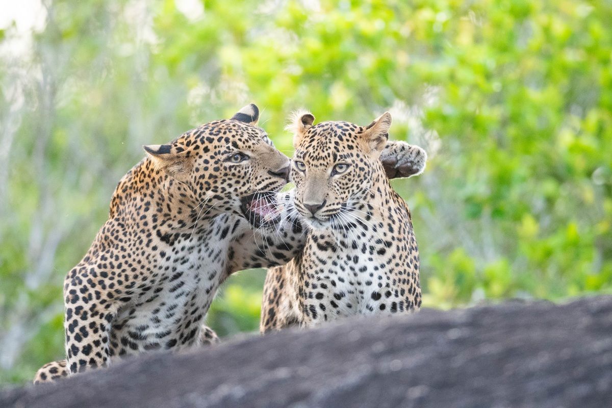 「悪口」撮影地：スリランカ、ヤーラ国立公園　Hikkaduwa Liyanage Prasantha Vinod, Sri Lanka - Comedy Wildlife Photography Awards