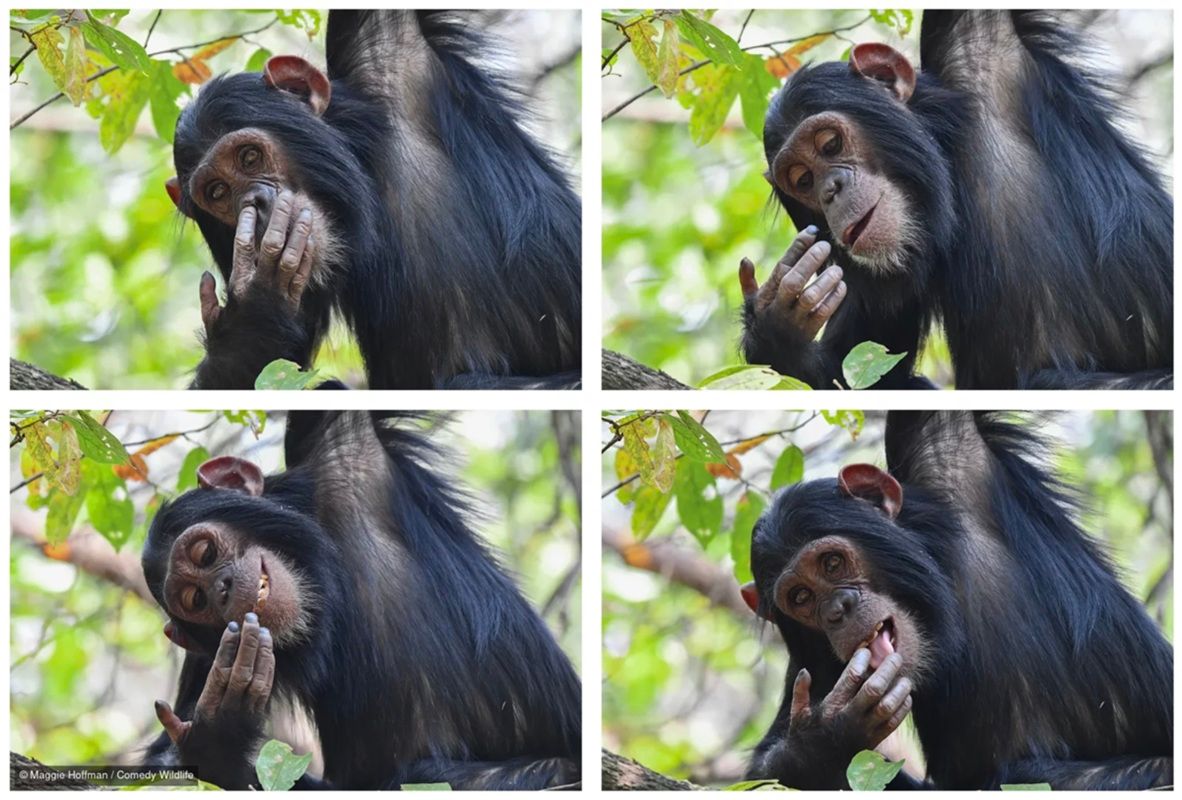 「ほじほじ」撮影地：タンザニア、ゴンベ国立公園　Maggie Hoffman, U.S. - Comedy Wildlife Photography Awards