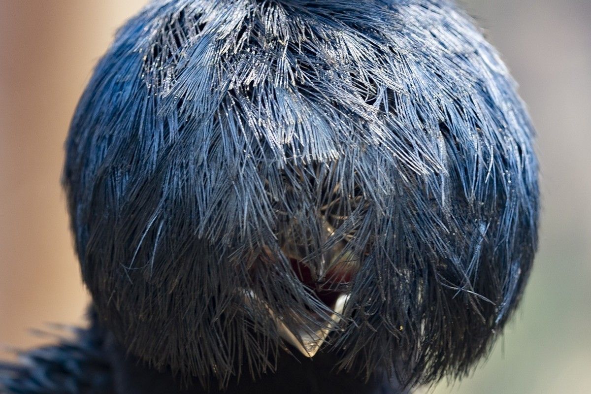 「髪型がばっちり決まった日」撮影地：ブラジル中部パンタナール　David Fettes, UK - Comedy Wildlife Photography Awards