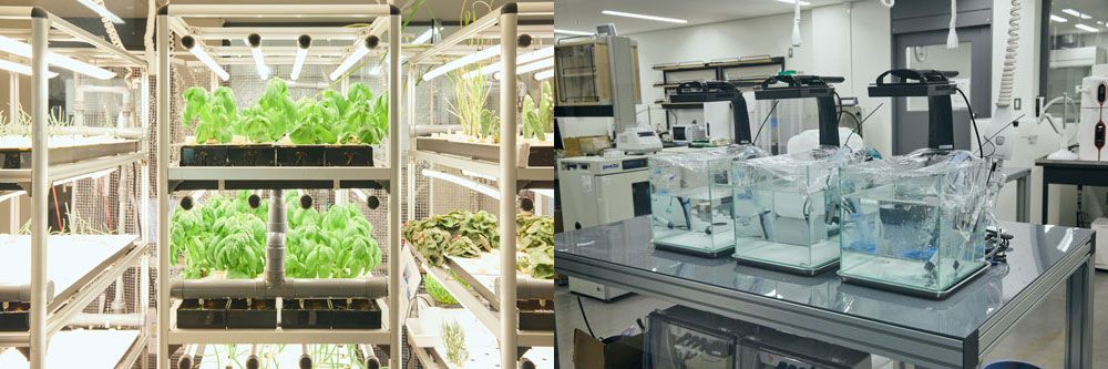 LiSH内にはバイオ系のラボなども充実しており、常時誰かが何かの実験を行なっているのが当たり前となっているそう