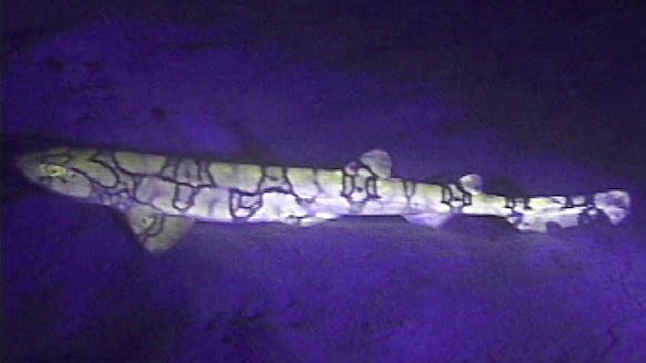 蛍光を放つクサリトラザメ　Mikhail Matz, NOAA Ocean Explorer/Operation Deep Scope 2005