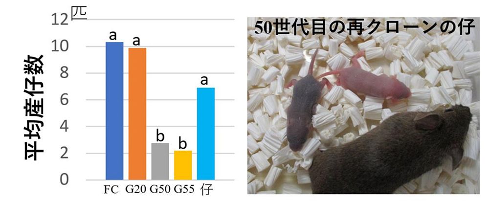 横軸は世代、「FC」は核細胞を採取した元のマウス。「仔」が再クローンマウス同士が自然交配した結果。
