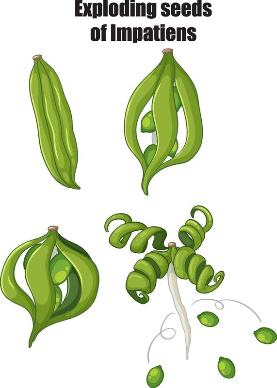 ツリフネソウ属の種子散布のイメージ（Shutterstock.com）