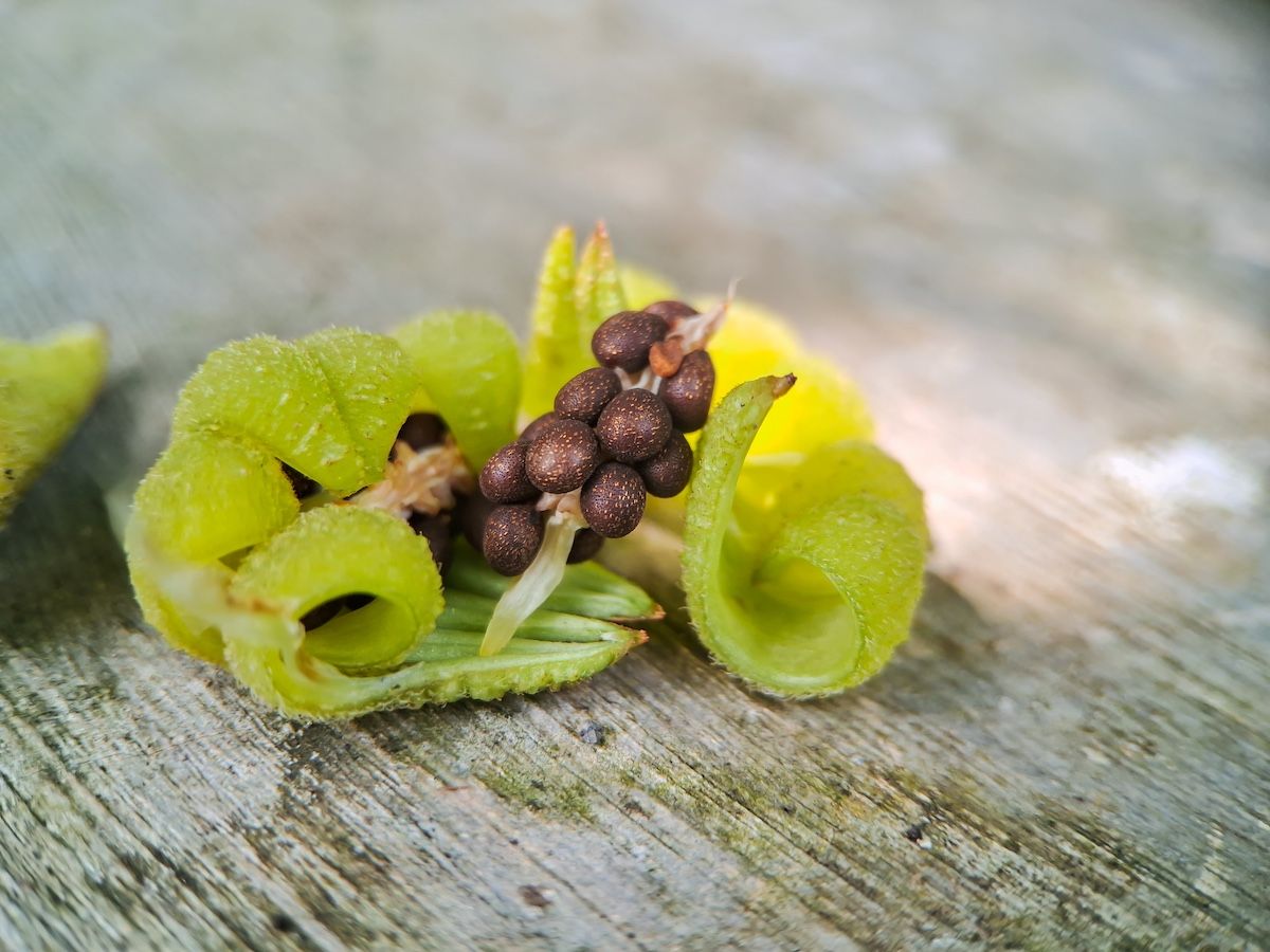 ツリフネソウ属のホウセンカの種子（Shutterstock.com）