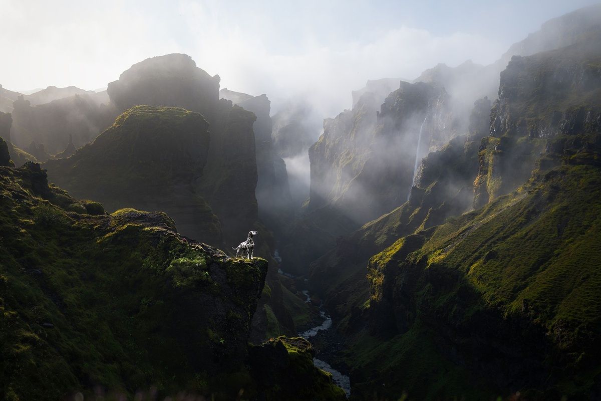 「光の地（Land of Light）」。ドメスティックアニマル部門金賞。　Bellot Audrey - World Photo Annual reFocus Awards