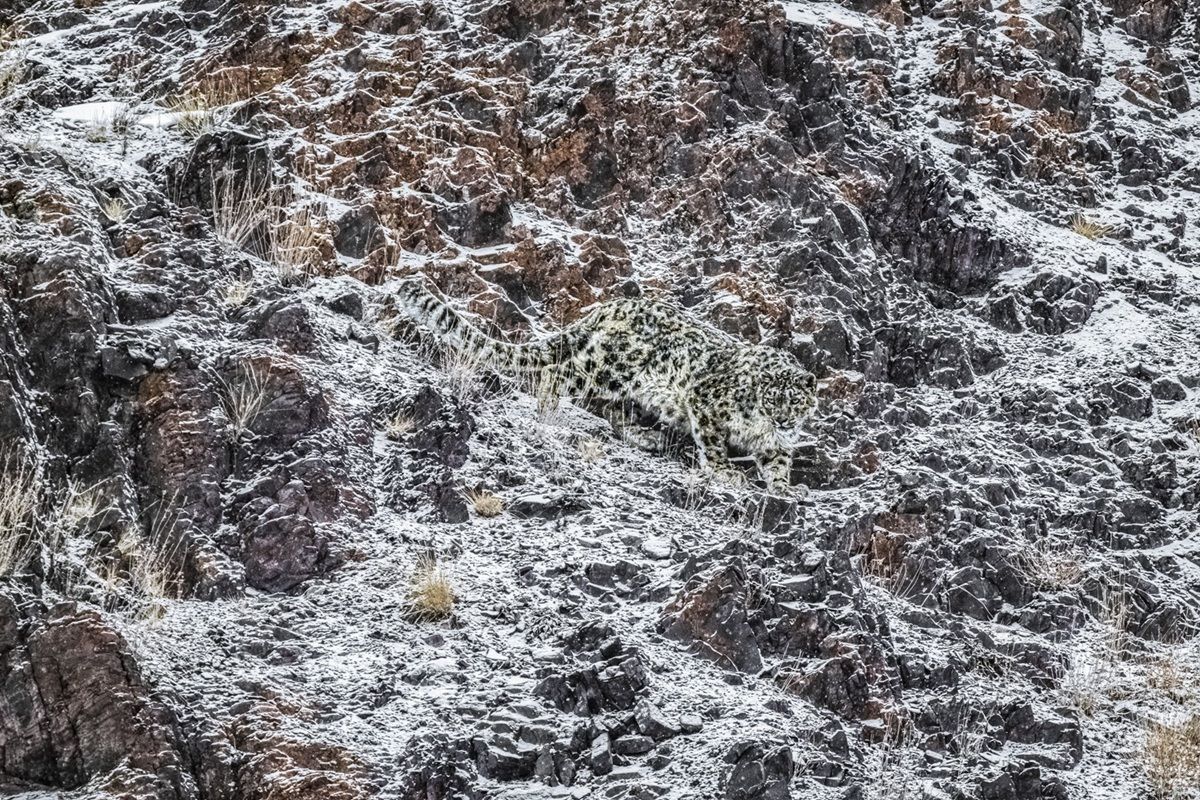 「縄張りに潜むユキヒョウ（Snow Leopard In Her Domain）」。野生動物部門（プロ）銅賞。撮影地：ヒマラヤ山脈に近いインド・ラダック　Gero Heine - World Photo Annual reFocus Awards