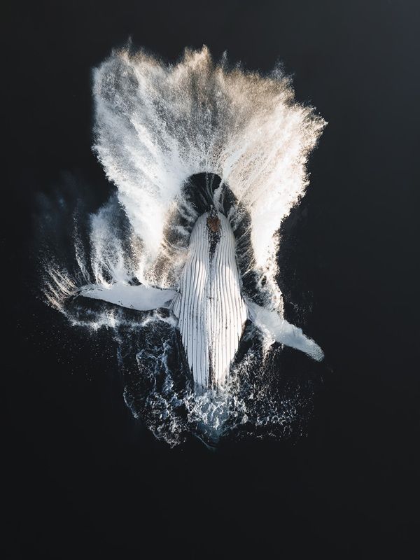 「クジラのジャンプ」。自然部門（プロ）金賞。　Jarrod Saw - World Photo Annual reFocus Awards