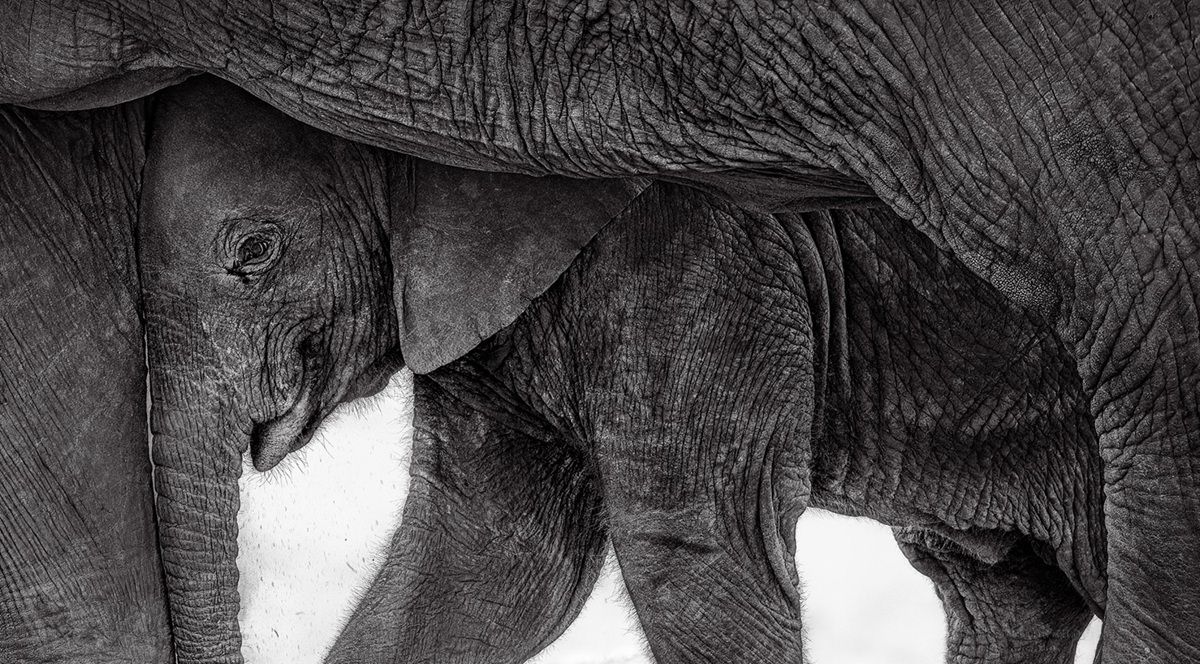 「安心できる場所（Haven）」。World Photo Annual銀賞、野生動物部門（プロ）。撮影地：ケニア・アンボセリ国立公園　Preeti & Prashant Chacko - World Photo Annual reFocus Awards