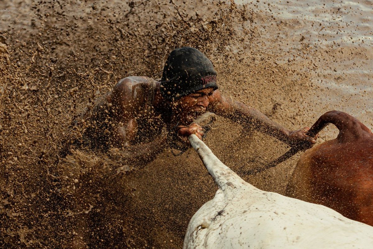 「パチュ・ジャウィ（Pacu Jawi：水田で行われる牛のレース）」。イベント部門（プロ）銀賞。撮影地：インドネシア・西スマトラ州　Denys Kutsevalov - World Photo Annual reFocus Awards