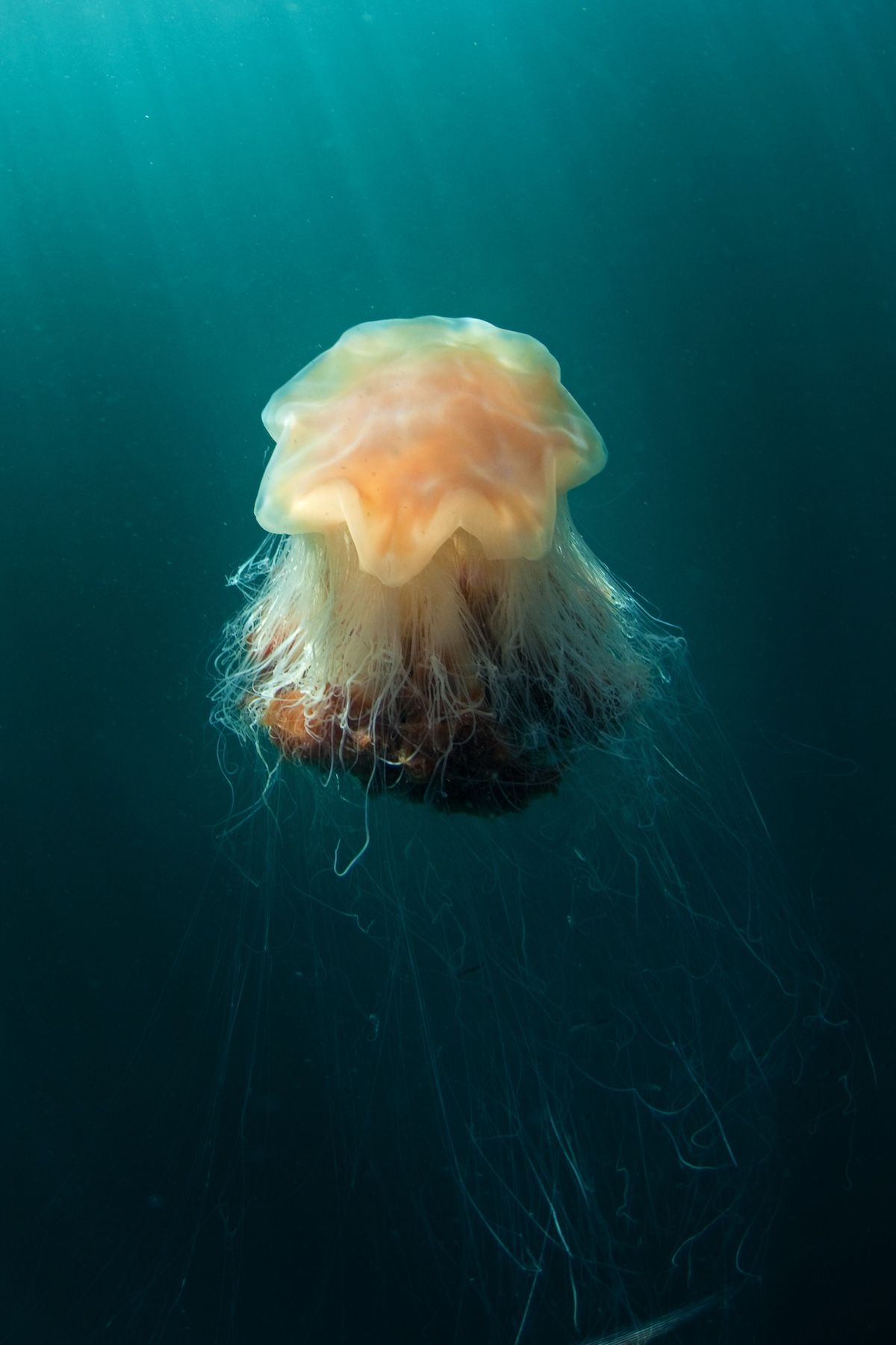 上から見ると8つの角を持つ星型のような外観をしている（Shutterstock.com）