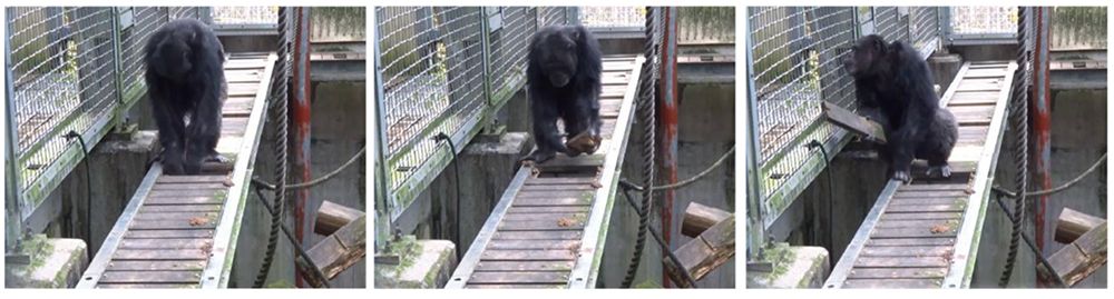 通路の床板を外すアユム。