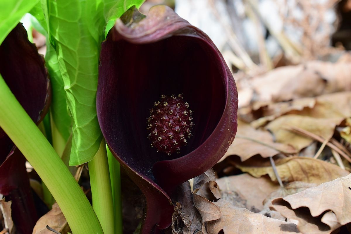中央の大釘のような肉穂花序が熱産生器官となっている（stock.adobe.com）