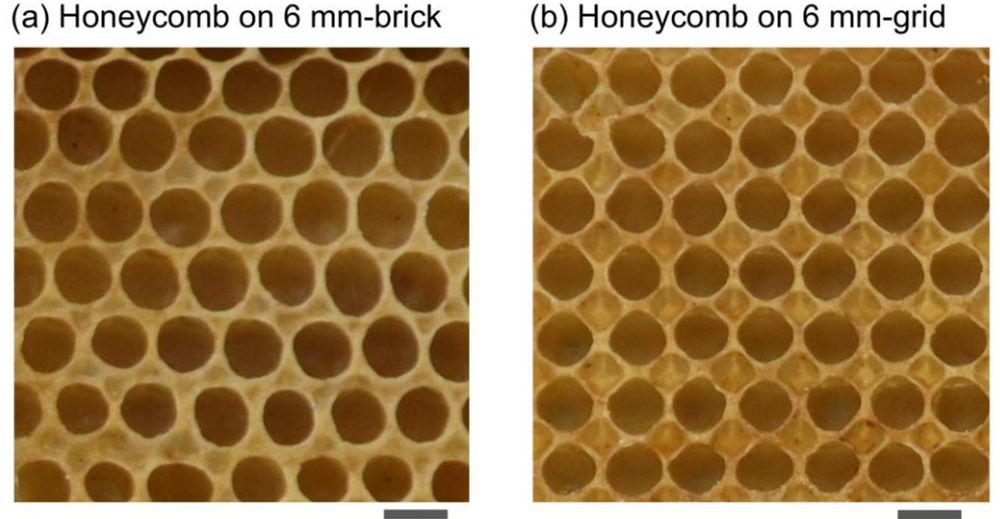 左はレンガ状の四角形巣礎シート、右は格子状の四角形巣礎シートで作られた巣。