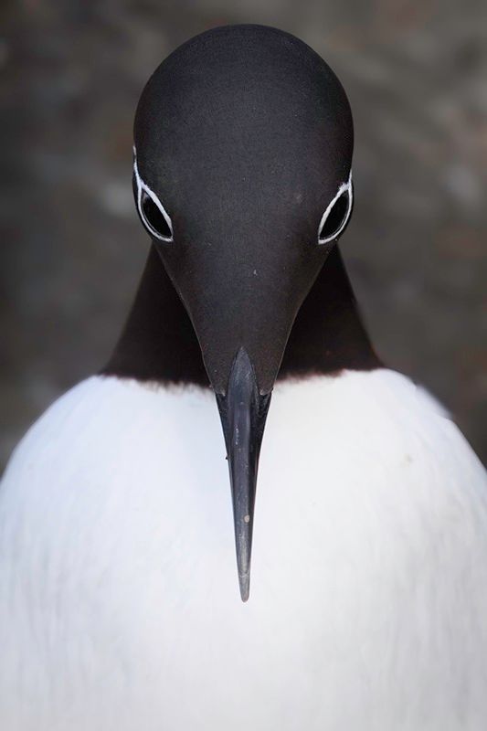 「シンメトリー（Symmetry）」：南米地域賞、最終候補作品。撮影地：コスタリカ Alvaro Cubero Vega, Costa Rica - Sony World Photography Awards