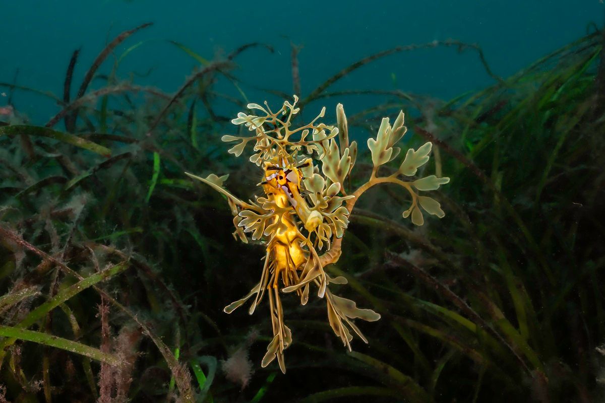 葉のような付属肢を誇示するリーフィーシードラゴン（ヨウジウオ科の魚）。 ROWAN DEAR, THE NATURE PHOTOGRAPHY CONTEST 2025