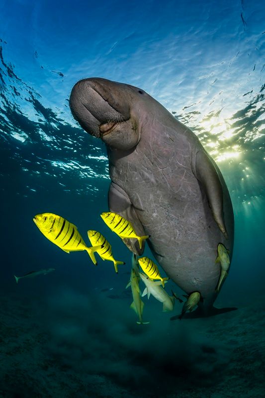 エジプトの海で、希少なジュゴンが優雅に泳いでいる。 REMUNA BECA, NATURE PHOTOGRAPHY CONTEST 2025