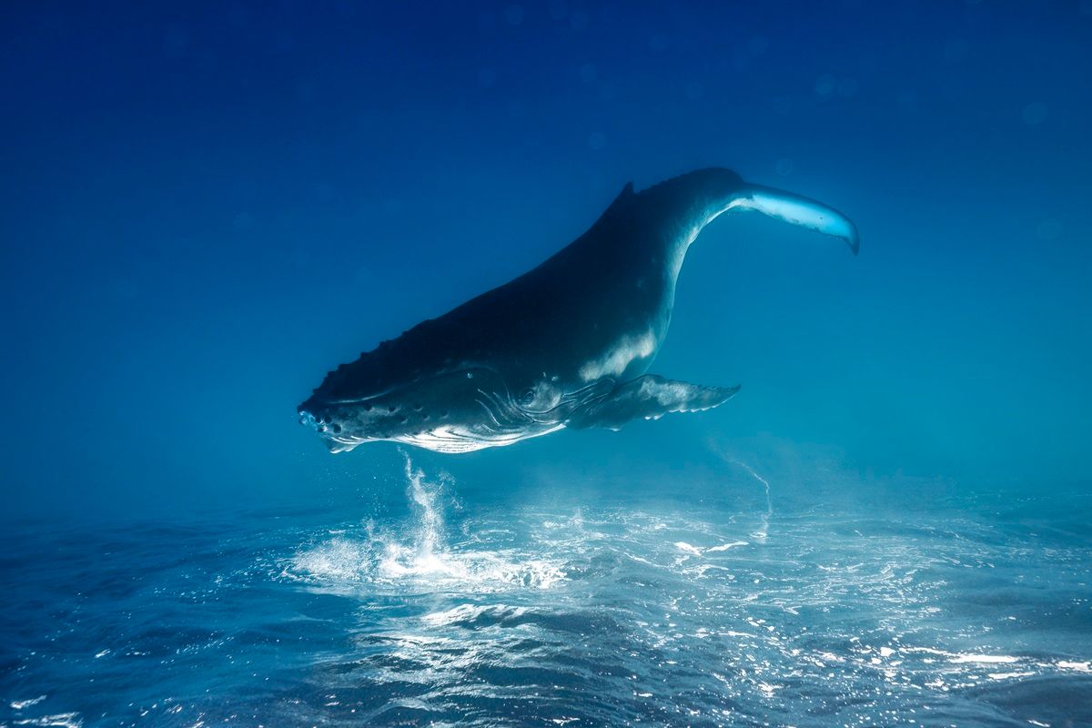 南太平洋の水面下を、ザトウクジラが漂っている。 REMUNA BECA, THE NATURE PHOTOGRAPHY CONTEST 2025