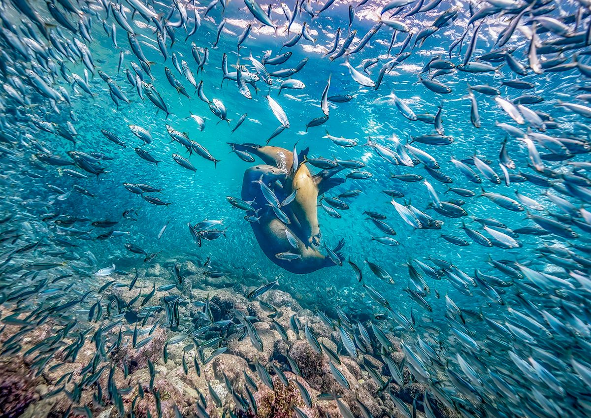 メキシコの海で、2頭のアシカが戯れている。 GLENN OSTLE, THE NATURE PHOTOGRAPHY CONTEST 2025