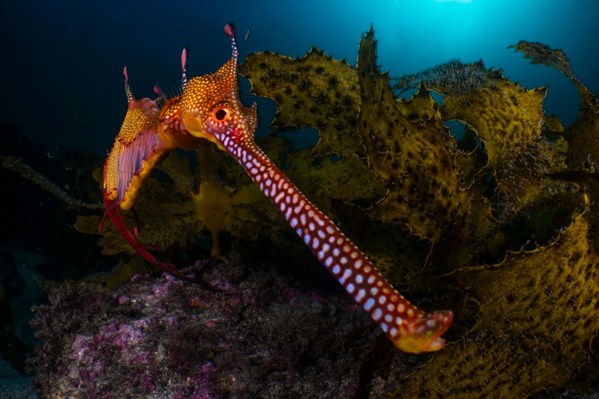 オーストラリア南部のケルプの森に生息するウィーディーシードラゴン（ヨウジウオ科の魚）。 DANIEL SLY, THE NATURE PHOTOGRAPHY CONTEST 2025