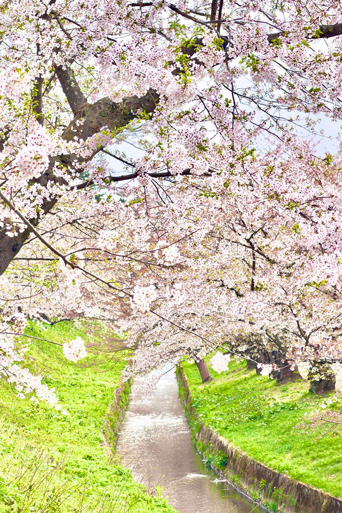 危機を迎える花見文化 それを救うかもしれない弘前公園の桜守 | 宮田
