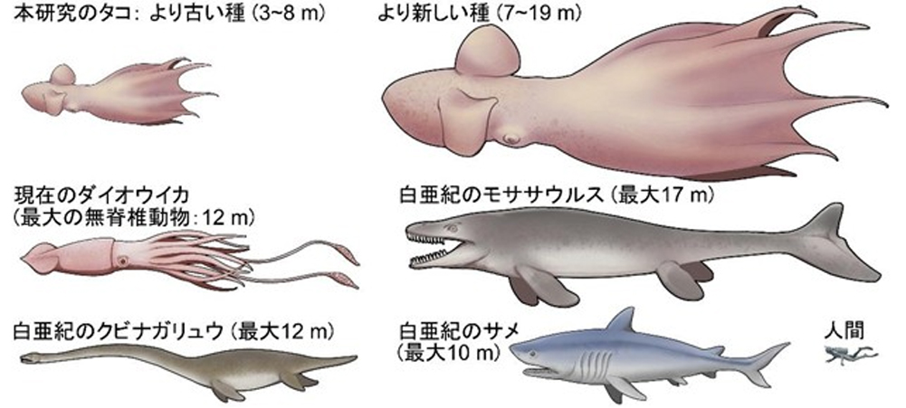 白亜紀の食物連鎖の頂点はタコだった 恐竜時代の海を支配した獰猛な