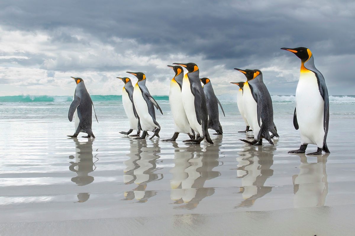 オウサマペンギンの群れが、南極海に面した海岸を行進している。 JAMES WELCH, THE NATURE PHOTOGRAPHY CONTEST 2025