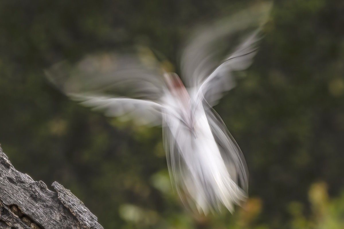 ドングリキツツキの白化個体が飛び立つ瞬間を捉えた作品だ。 LEE GREENGRASS, THE NATURE PHOTOGRAPHY CONTEST 2025