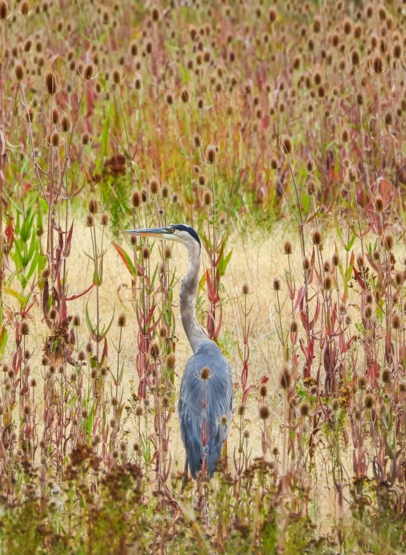 1羽のオオアオサギが、色とりどりのオニナベナの野原にたたずんでいる。 MONTOYA WHITEMAN, THE NATURE PHOTOGRAPHY CONTEST 2025