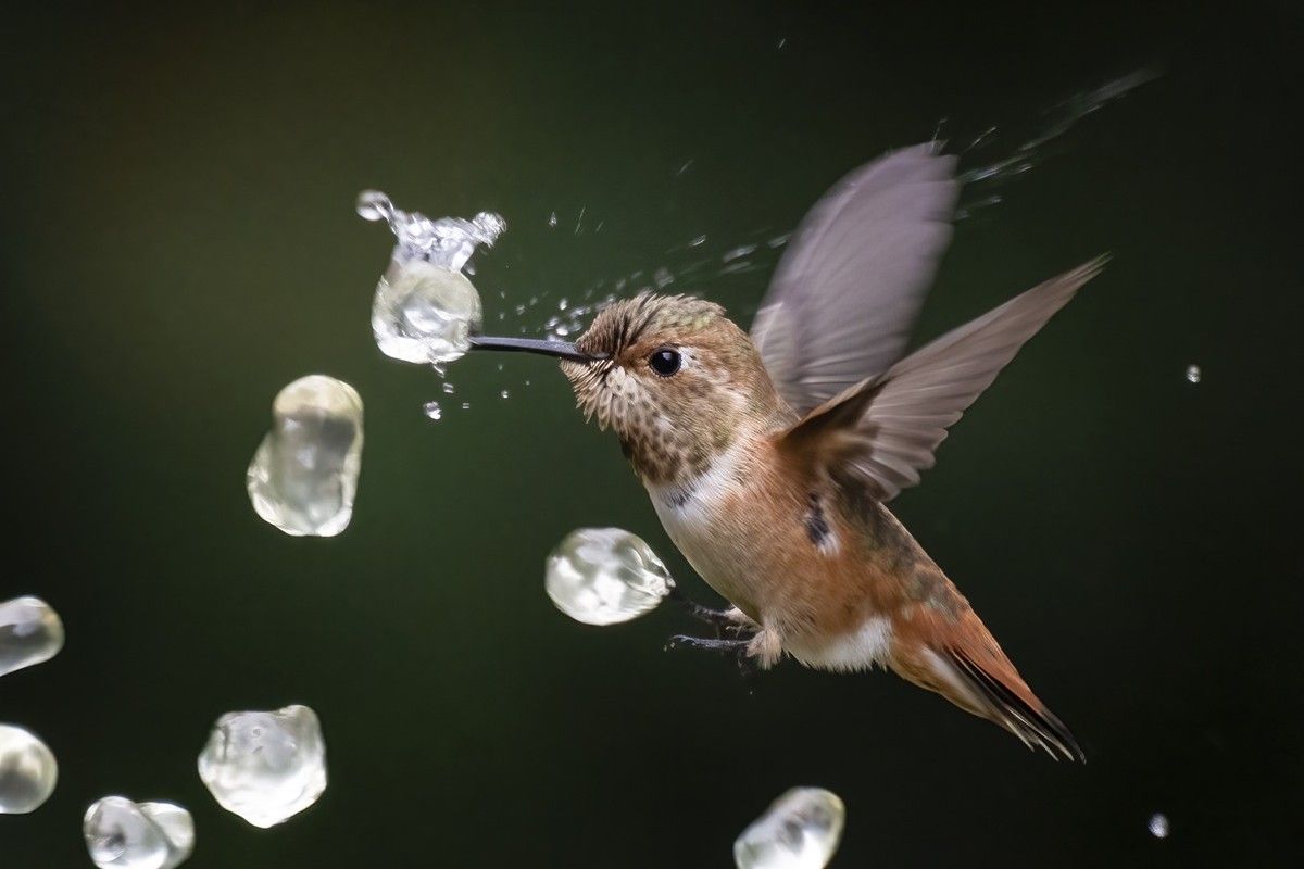 アカフトオハチドリが、飛びながら水滴を飲み、水分補給をしている。 LEE GREENGRASS, THE NATURE PHOTOGRAPHY CONTEST 2025