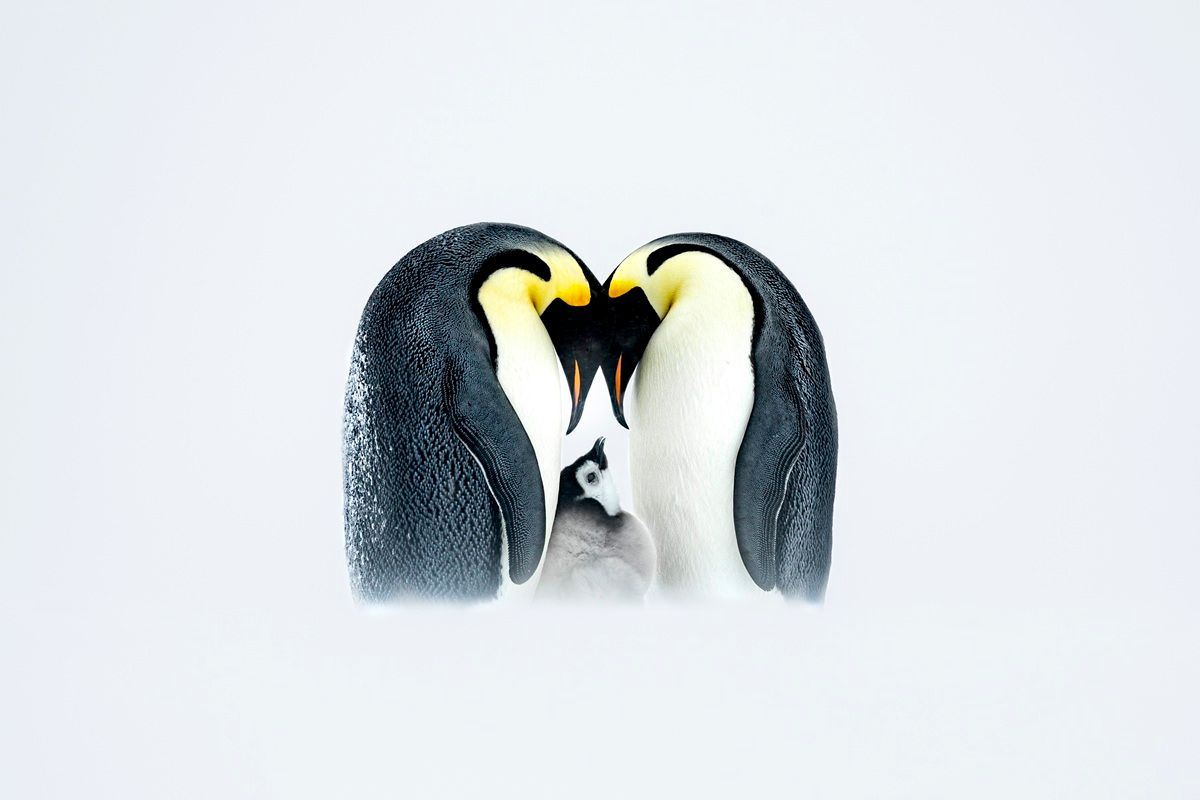 2羽のコウテイペンギンが、幼いヒナを包み込む。 THOMAS VIJAYAN, THE NATURE PHOTOGRAPHY CONTEST 2025